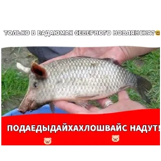🍔 emoji УНИЖЕНИЯ ПРОТОХНЮКНАХНЮКГШР Telegram sticker 2 of 30