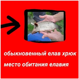 🍔 emoji УНИЖЕНИЯ ПРОТОХНЮКНАХНЮКГШР Telegram sticker 10 of 30