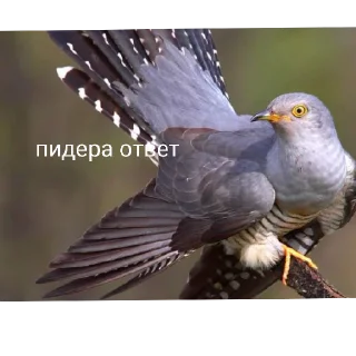Sticker from кукушка ты где