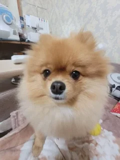 🌟 emoji кукушка Telegram sticker 18 of 93
