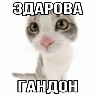 🌟 emoji Агро котики🌙 Telegram sticker 10 of 44
