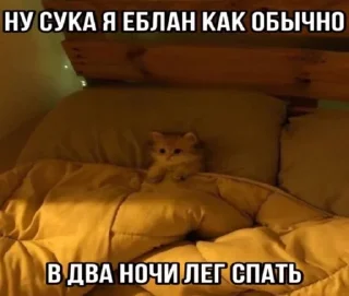 🌟 emoji Агро котики🌙 Telegram sticker 23 of 44
