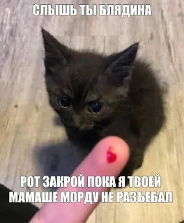 🌟 emoji Агро котики🌙 Telegram sticker 17 of 44