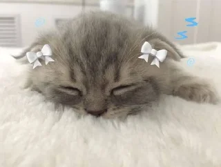 🌟 emoji Котики Telegram sticker 11 of 15