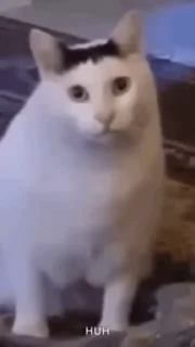 🌟 emoji 🐀 Just Rat Telegram sticker 14 of 26