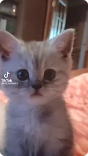 Sticker from Meow