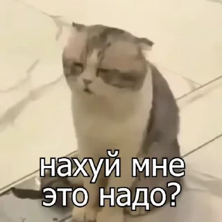 Sticker from FCKNG Cats _by MDK Krasnodar