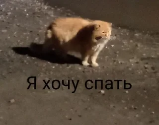 💤 emoji На все случаи @kol9Isik Telegram sticker 4 of 77