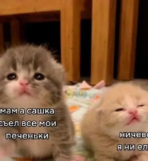 🌟 emoji Заебавшиеся коты 2 Telegram sticker 8 of 120