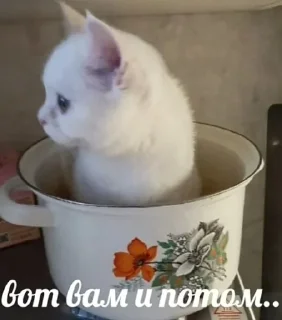 🌟 emoji Заебавшиеся коты 2 Telegram sticker 17 of 120