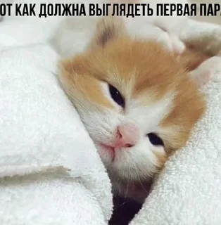 🌟 emoji Заебавшиеся коты 2 Telegram sticker 12 of 120