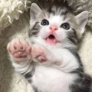 🐱 emoji Котявы Telegram sticker 20 of 99