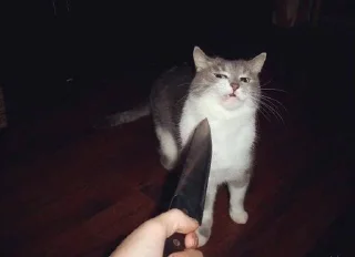 🐱 emoji Котявы Telegram sticker 24 of 99