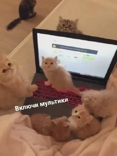 🐱 emoji Котявы Telegram sticker 17 of 99