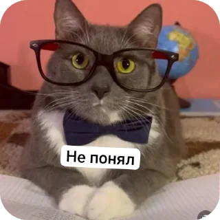 Sticker from Школа котиков
