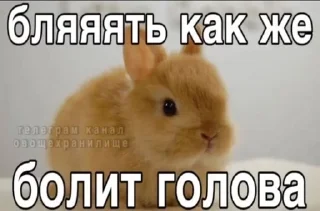 🤕 emoji Котики Telegram sticker 15 of 90