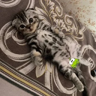 🌟 emoji Пикси Telegram sticker 13 of 37