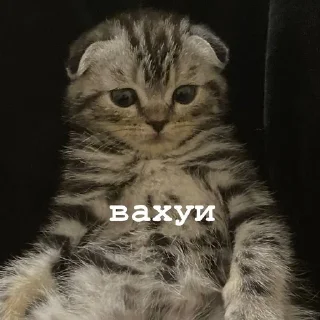 🌟 emoji Пикси Telegram sticker 20 of 37