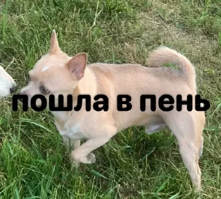 🙄 emoji данaилиулыбака? Telegram sticker 24 of 38