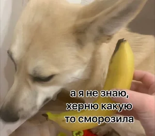😔 emoji данaилиулыбака? Telegram sticker 14 of 38