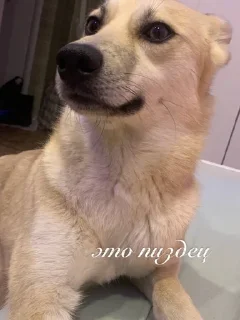 😔 emoji данaилиулыбака? Telegram sticker 16 of 38
