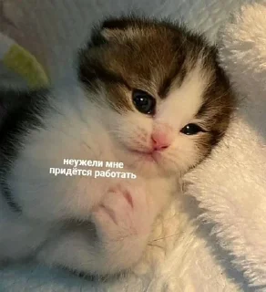 🌟 emoji Заебавшиеся коты 2 Telegram sticker 24 of 120