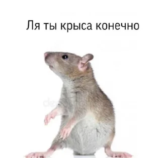 🐭 emoji На все случаи Telegram sticker 6 of 64