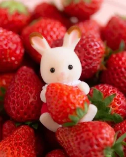 🍓 emoji клубнека от спит Telegram sticker 24 of 27