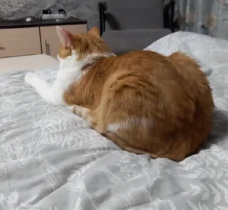 🐈 emoji Кот легенда Telegram sticker 5 of 15