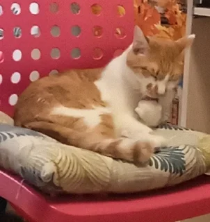 🐈 emoji Кот легенда Telegram sticker 6 of 15