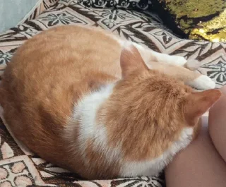 🐈 emoji Кот легенда Telegram sticker 11 of 15