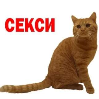 😼 emoji для котиков Telegram sticker 14 of 20