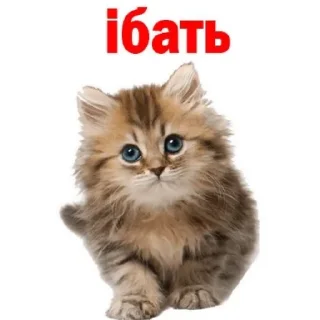 😧 emoji для котиков Telegram sticker 4 of 20