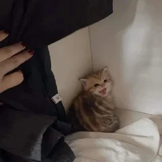 😧 emoji котики от делии Telegram sticker 10 of 21