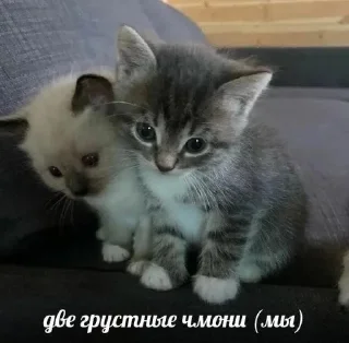🥰 emoji котики от делии Telegram sticker 18 of 21