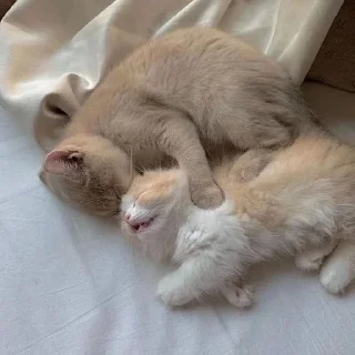 ❤️ emoji котики от делии Telegram sticker 9 of 21