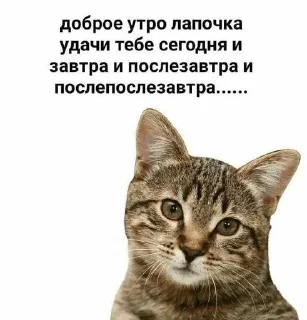 😼 emoji бамс Telegram sticker 13 of 20