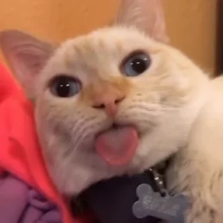 👅 emoji @katos_peace_death 1😻 Telegram sticker 11 of 94