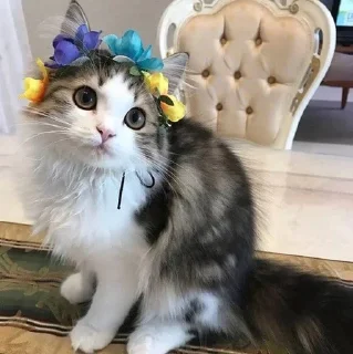 🐱 emoji Котявы Telegram sticker 5 of 99