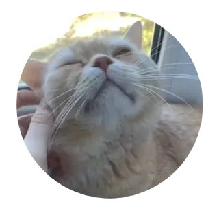 🌟 emoji боня любимый Telegram sticker 10 of 12