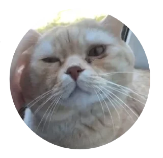 🌟 emoji боня любимый Telegram sticker 11 of 12