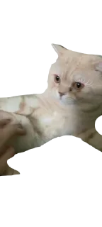 🌟 emoji боня любимый Telegram sticker 9 of 12