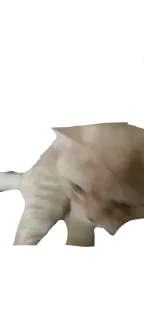 🌟 emoji боня любимый Telegram sticker 8 of 12