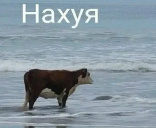 Sticker from Да, трэш
