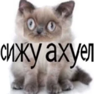 🤯 emoji моё на всё случаи жизни Telegram sticker 16 of 94