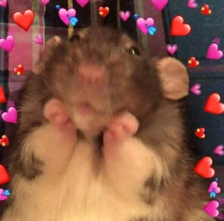 🐀 emoji мило” Telegram sticker 6 of 21