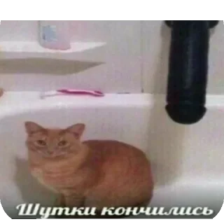 🐱 emoji понос @TgEmodziBot Telegram sticker 6 of 8