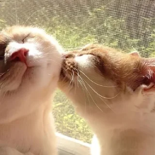 💗 emoji Котики уву Telegram sticker 20 of 50
