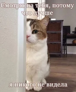 Sticker from котики от лины