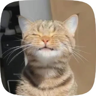 Sticker from kittens🫀🫂
